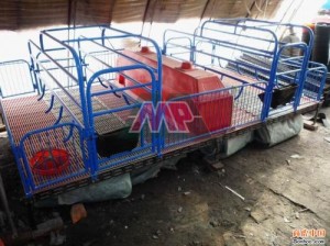 Poultry Livestock Incubator